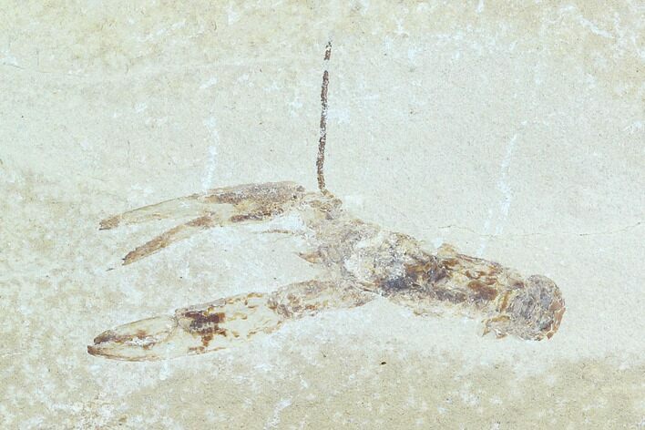 Cretaceous Lobster (Pseudostacus) Fossil - Lebanon #123998